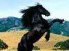 suche reitbeteiligung in hannover