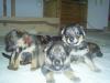 hundewelpen