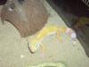 Sunglow Leopardgecko