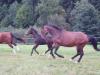 Biete Rb an drei braven Warmblütern in 97782 Wolfsmünster