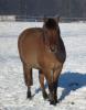 Biete Reitbeteiligung an Ponystute (ca.145cm) in DO-Lanstrop