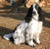 Michaelas Hundepflege/ Hundefriseur