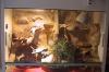 2 Bartagamen, 3 Jahre alt mit Terrarium