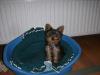 Yorkshire-Terrier 