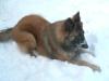Urlaub mit Hund