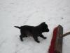 Malinois/ Herder Welpen