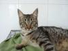3 Katzenkinder-Tigerkater-Deleste
