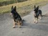Schäferhunde-Welpen / gerade Rücken/ HD-Untersuchte Elterntiere/ Leistungszucht