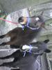 2 REINRASSIGE WESTFÄLISCHE REITPONY(mutter und tochter) ZUVERKAUFEN SONST KOMMEN