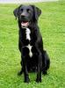 Bildschöner Labrador/ Golden Retriever Deckrüde!!!