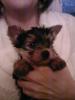 verkaufe ein reinrassiger Yorkshire Terrier Welpe