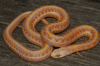 Suche Thamnophis radix albino/ red albino