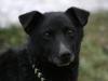 Blacky,  der Nette