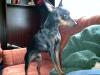 suche deckhündin für meinen Zwergpinscher