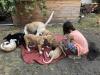 Labrador Mischling Welpen
