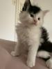 Main Coon  Babykatzen männlich,  weiblich