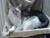 Katzenpärchen  Kater 6J und Katze 2, 5J  abzugeben  WOHNUNGSKATZEN
