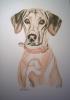 Hundeportraits,  Tierportraits nach Foto