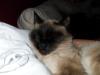 Suche einen Deckkater für eine Siam Dame