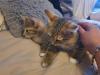 kitten neva masquarade