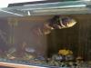 Aquarium 500l,  kompett mit Fischbesatz zu verkaufen+ zwei Zusatzbecken 