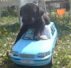 Wurfankündigung: süße Labrador Welpen