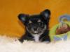 ein zuckersüsses Chihuahuamädchen zu vergeben