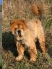 Albany,  ein Chow-Rüde