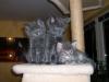 Maine Coon Kitten
