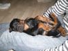 Wunderschöne,  reinrassige Dobermannwelpen