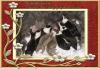 Bearded Collie Welpen VDH/ FCI
