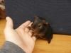 wunderschöne Rassemeerschweinchen Babys