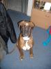 boxer zu verkaufen