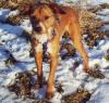 Pflegestellen /  Hundefreunde gesucht !!!