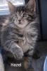 Knuffige Maine Coon Zwerge suchen neue Dosenöffner