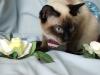 Suche Siam Deckkater typ Thai