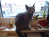 SUCHE KARTHAEUSER-DECKKATER,  Raum Ingolstadt