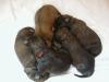 Briard Mix Welpen suchen neues Zuhause