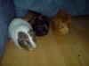 verschenke meine 3 Meerschweindamen