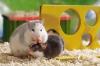 suche Ratten in 36391 und Umgebung