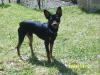 zwergpinscher zun decken dereit