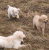 Golden Retriever Welpen m.P.