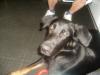 1Jahr und 3Monate junger Schäferhund mit Bernasän sucht ein neues Zuhause.