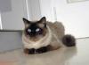 Deckkater der Rasse Ragdoll deckt Katzen aller Rassen,  auch Hauskatzen