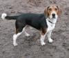 Beagle Rüde 1 J.,  DRINGEND!!!!
