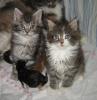 zauberhafte Maine Coon Kitten suchen liebevolles neues Zuhause