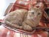 Flugpaten von Cadiz,  Malaga,  Sevilla oder Helva in Spanien nach Berlin für Katze