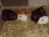 5 junge Meerschweinchen abzugeben
