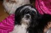 Shi Tzu Hündin ,  6 Monate ,  in liebevolle Hände zu verkaufen !