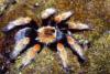 VOGELSPINNEN SPIDERLINGE